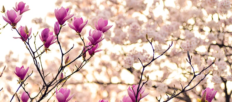 magnolia banneri