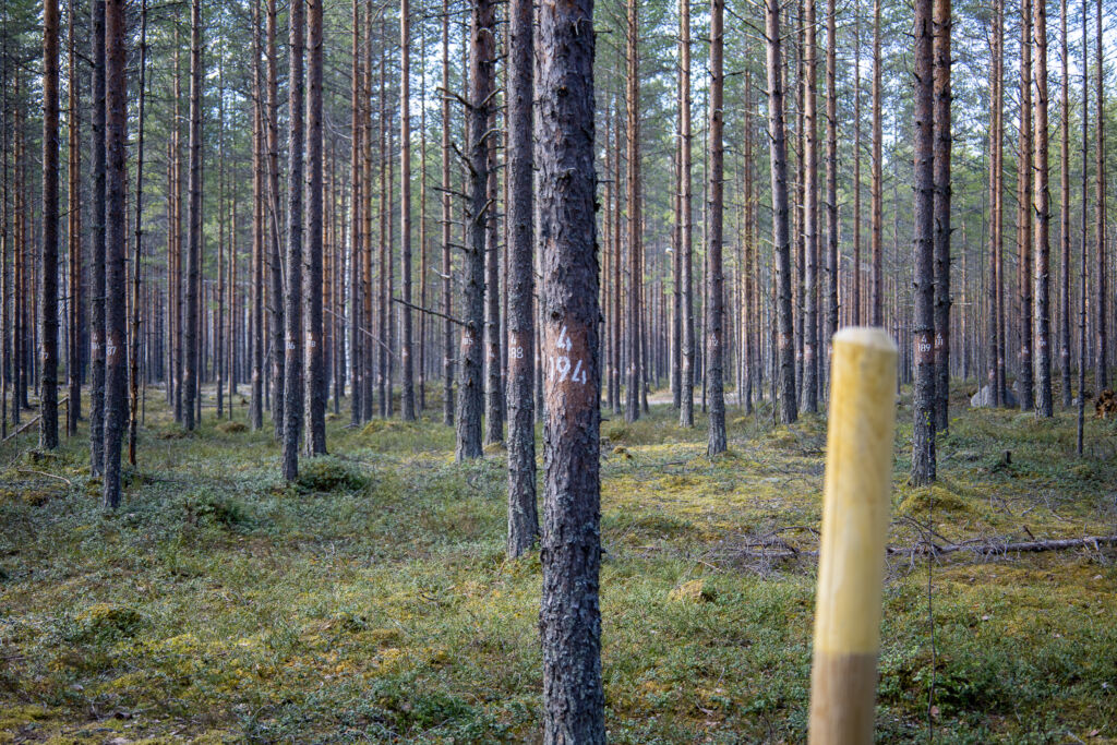 Mäntypuita kuivalla kankaalla. Männyissä on valkoisia numeroita.