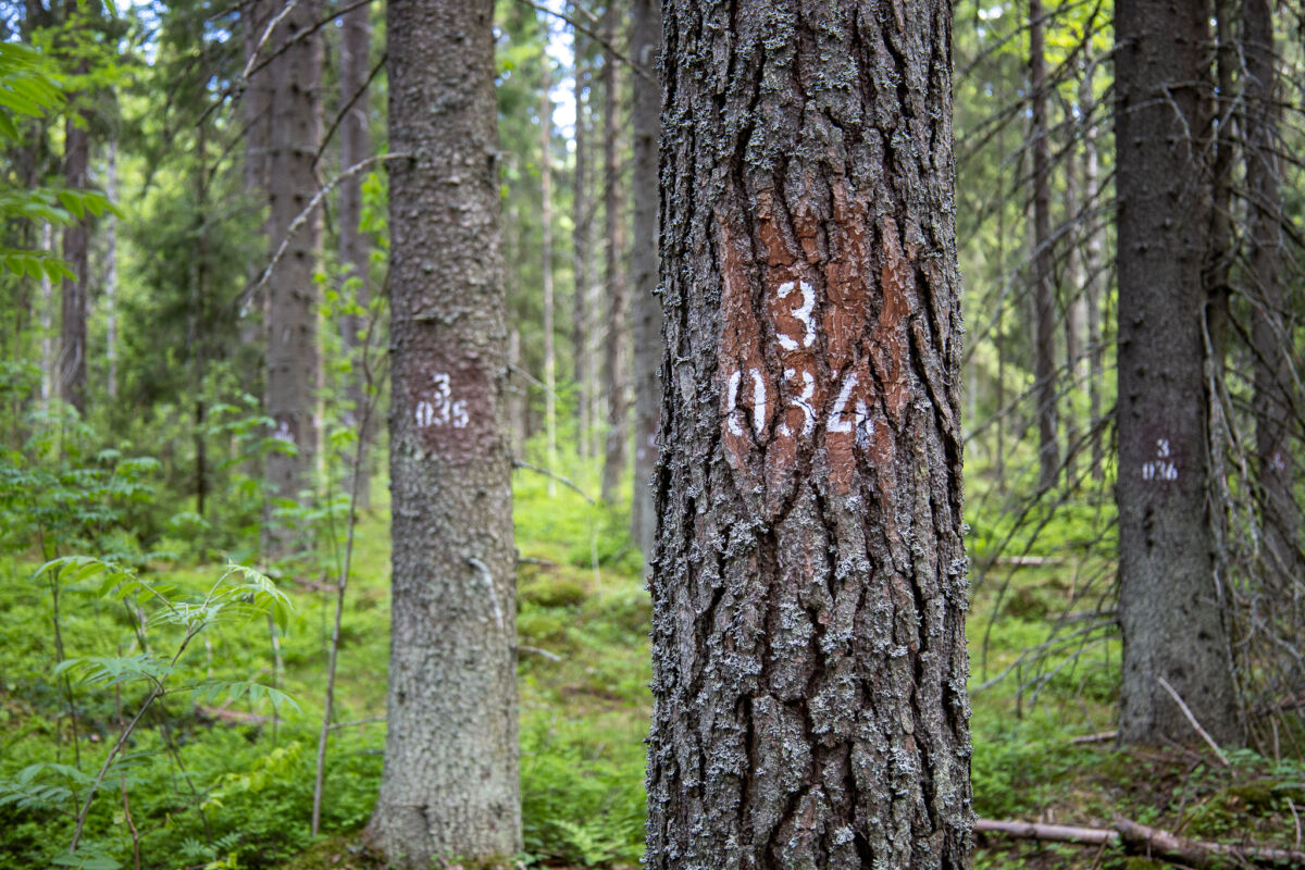 Lähikuva kuusenrungosta, jossa valkoisia numeroita. Taustalla lisää puita rehevässä metsässä.