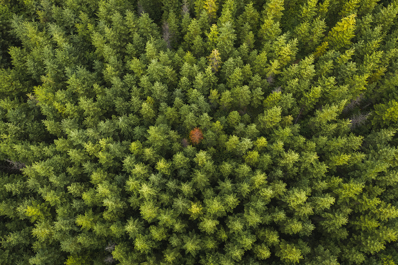 Työllistyykö metsätalousinsinööri?
