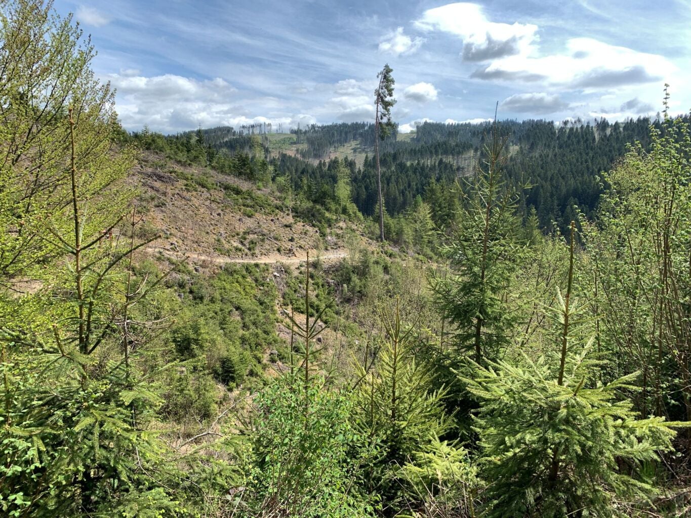 Metsämaisema, jossa etualalla pieniä kuusi ja lehtipuita. Taustalla rinne jossa hakkuiden jäljiltä aukkoja metsässä.